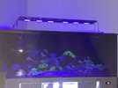 [TodoMarino.com] [CERRADO] Regalo Siganus Vulpinus XL BARCELONA