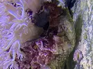 [TodoMarino.com] Parasitó en Xenia?