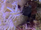 [TodoMarino.com] Parasitó en Xenia?