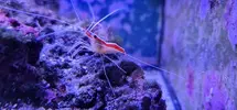 [TodoMarino.com] 3 gambas