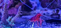 [TodoMarino.com] 3 gambas