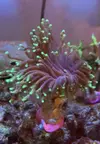 [TodoMarino.com] Problema con euphyillias
