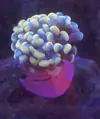 [TodoMarino.com] Problema con euphyillias