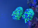 [TodoMarino.com] Problema con euphyillias