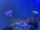[TodoMarino.com] Problema con euphyillias
