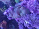 [TodoMarino.com] Roca con blandos/ Frags de Milka y pocillopora/ Payasete talla grande