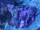 [TodoMarino.com] Roca con blandos/ Frags de Milka y pocillopora/ Payasete talla grande