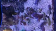 [TodoMarino.com] Roca con blandos/ Frags de Milka y pocillopora/ Payasete talla grande