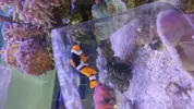 [TodoMarino.com] Roca con blandos/ Frags de Milka y pocillopora/ Payasete talla grande
