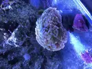 [TodoMarino.com] Vendo Euphyllia Parancora