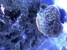 [TodoMarino.com] Vendo Euphyllia Parancora