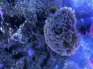 [TodoMarino.com] Vendo Euphyllia Parancora