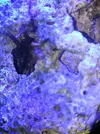 [TodoMarino.com] Ayuda identificar invertebrado
