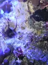 [TodoMarino.com] Ayuda identificar invertebrado