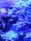 [TodoMarino.com] Ayuda identificar invertebrado