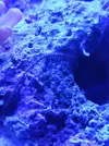 [TodoMarino.com] Ayuda identificar invertebrado