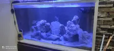 [TodoMarino.com] Poner aquí la foto de vuestro acuario...