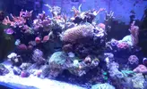 [TodoMarino.com] DESMONTE REEF 230 LITROS MAS SUMP URGE😢!!!