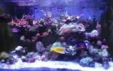 [TodoMarino.com] DESMONTE REEF 230 LITROS MAS SUMP URGE😢!!!