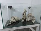 [TodoMarino.com] DESMONTE REEF 230 LITROS MAS SUMP URGE😢!!!