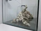 [TodoMarino.com] DESMONTE REEF 230 LITROS MAS SUMP URGE😢!!!
