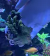 [TodoMarino.com] Pieza Acropora Millepora