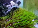 [TodoMarino.com] Nautilus Reef 300
