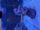 [TodoMarino.com] Identificar alga o bacteria?