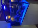 [TodoMarino.com] Identificar alga o bacteria?