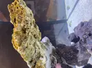 [TodoMarino.com] Identificar alga o bacteria?