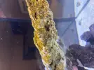 [TodoMarino.com] Identificar alga o bacteria?