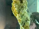 [TodoMarino.com] Identificar alga o bacteria?