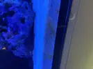 [TodoMarino.com] Identificar alga o bacteria?