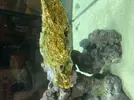 [TodoMarino.com] Identificar alga o bacteria?