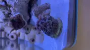 [TodoMarino.com] Nano reef 23 litros sin skimmer