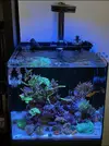 [TodoMarino.com] Pantalla AI Prime 16HD Reef + soporte