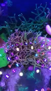 [TodoMarino.com] Colonia de 2 seriatoporax Hystrix mezcladas