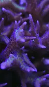 [TodoMarino.com] Colonia de 2 seriatoporax Hystrix mezcladas