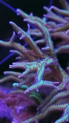 [TodoMarino.com] Colonia de 2 seriatoporax Hystrix mezcladas