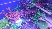 [TodoMarino.com] Piezas de acropora por desmonte