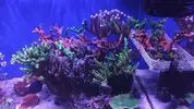 [TodoMarino.com] Piezas de acropora por desmonte