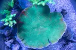 [TodoMarino.com] Piezas de acropora por desmonte