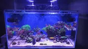 [TodoMarino.com] Vendo peces por desmonte (Valdemoro)