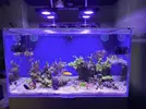 [TodoMarino.com] Vendo peces por desmonte (Valdemoro)