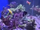 [TodoMarino.com] Vendo peces por desmonte (Valdemoro)