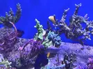 [TodoMarino.com] Vendo peces por desmonte (Valdemoro)