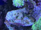 [TodoMarino.com] Echinophyllia lamellosa