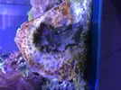 [TodoMarino.com] Echinophyllia lamellosa