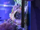 [TodoMarino.com] Echinophyllia lamellosa