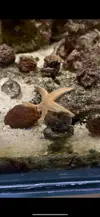 [TodoMarino.com] Cuál Estrella de mar es este? Es reef safe?